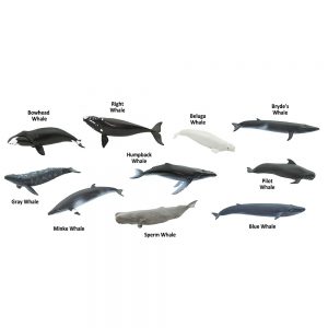 WHALES