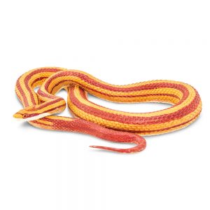 CORN SNAKE