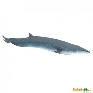 SEI WHALE