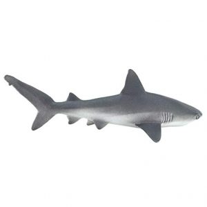 GRAY REEF SHARK