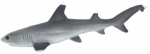 WHITETIP REEF SHARK
