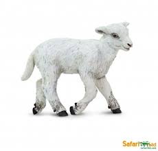 LAMB