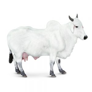 ONGOLE COW