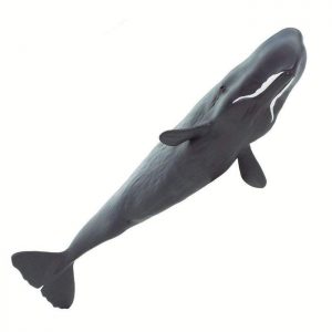 SPERM WHALE | NEW