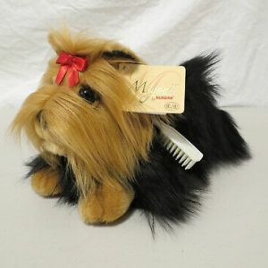 Yorkshire Terrier Medium