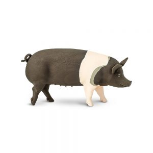 HAMPSHIRE PIG