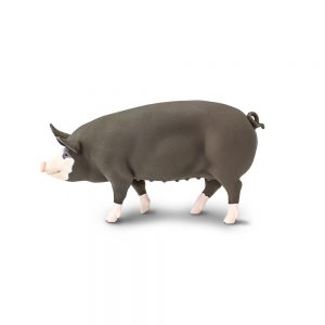 BERKSHIRE PIG