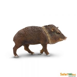 PECCARY