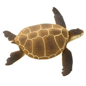 GREEN SEA TURTLE