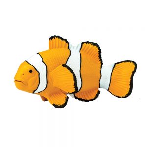CLOWN ANEMONEFISH