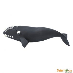 BOWHEAD WHALE