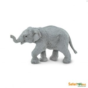 ASIAN ELEPHANT BABY