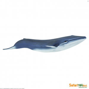 BLUE WHALE