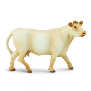 CHAROLAIS COW