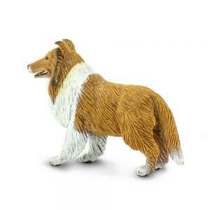 COLLIE