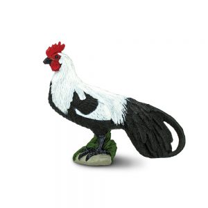 PHOENIX ROOSTER