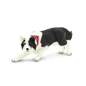 BORDER COLLIE