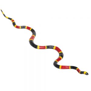 CORAL SNAKE