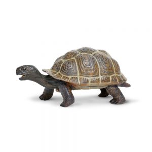 TORTOISE BABY