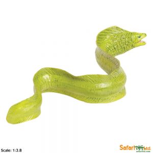 MORAY EEL