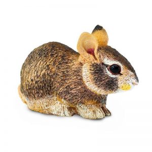 EASTERN COTTONTAIL RABBIT BABY