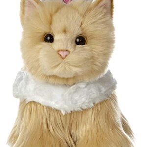 APRICOT PERSIAN PRINCESS