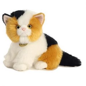 CALICO KITTEN