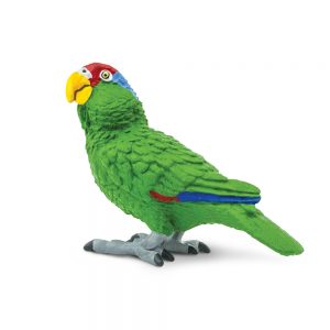 GREEN-CHEEKED AMAZON PARROT
