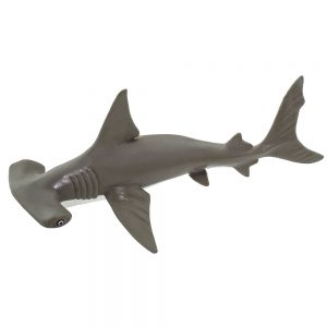 HAMMERHEAD SHARK BABY