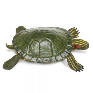RED-EARED SLIDER TURTLE