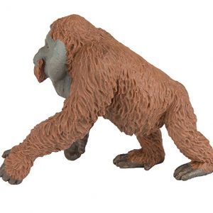 MALE ORANGUTAN