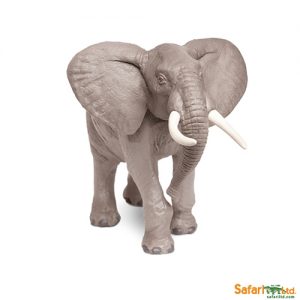 AFRICAN BULL ELEPHANT
