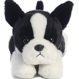 BOSTON TERRIER