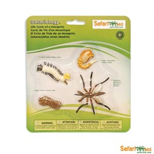 LIFE CYCLE OF A MOSQUITO