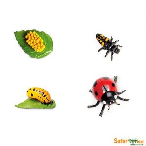 LIFE CYCLE OF A LADYBUG