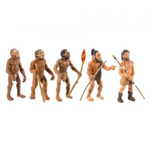 EVOLUTION OF MAN