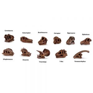 DINOSAUR SKULLS