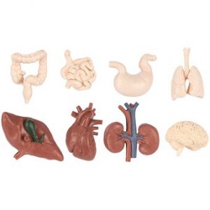 HUMAN ORGANS