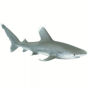 Oceanic Whitetip Shark