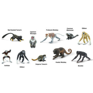 Primates