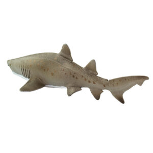 Sand Tiger Shark