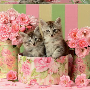500 KITTENS WITH ROSES