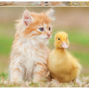 500 ADORABLE FRIENDS