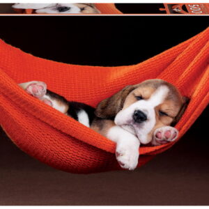 500 SLEEPING IN THE HAMMOCK