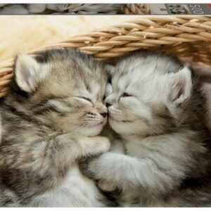 500 SWEET KITTENS