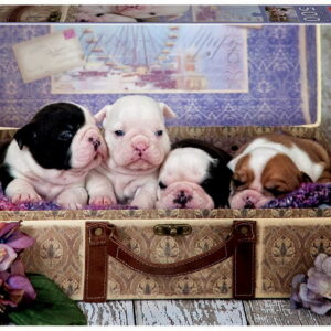 500 PUPPIES