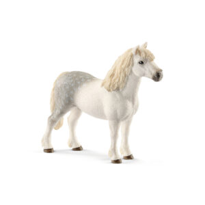 Welsh pony stallion