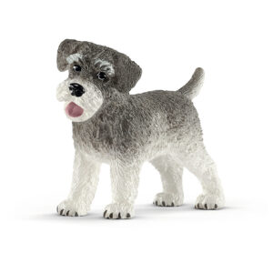 Miniature schnauzer