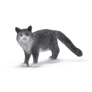 Maine Coon cat