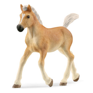Haflinger foal
